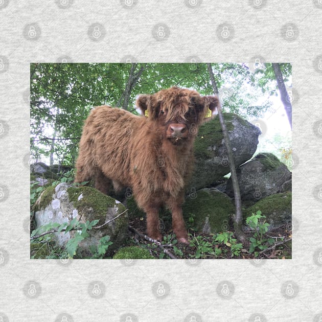 Scottish Highland Cattle Calf 1508 by SaarelaHighland